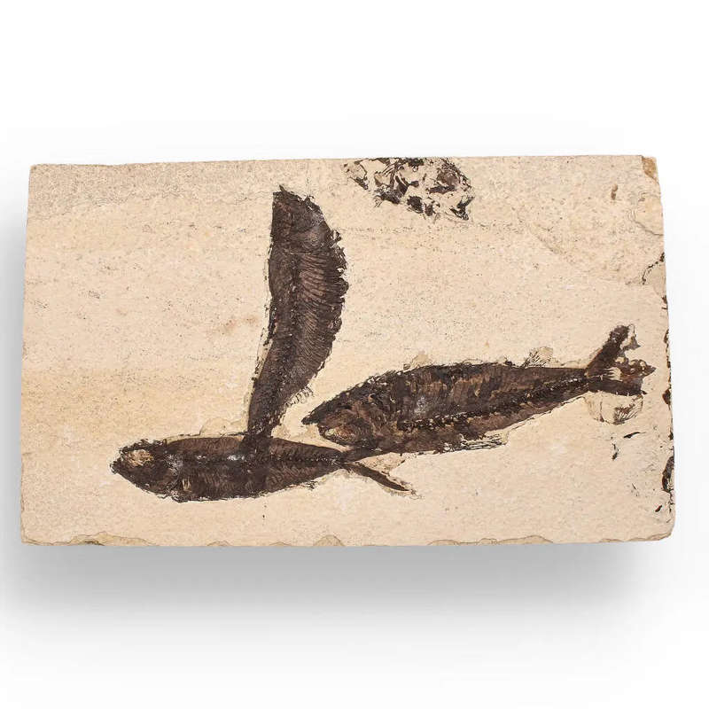 Authentic Fish Fossil  Exquisite Detail from Earths Ancient Waters!