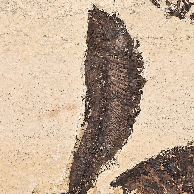 Authentic Fish Fossil  Exquisite Detail from Earths Ancient Waters!