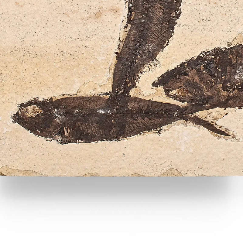 Authentic Fish Fossil  Exquisite Detail from Earths Ancient Waters!