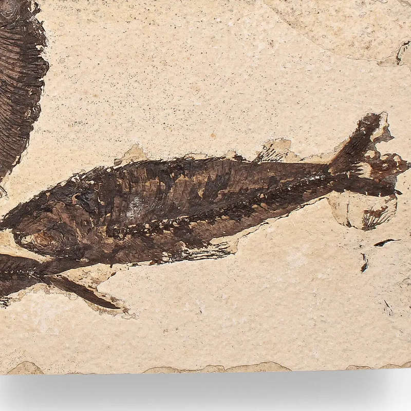 Authentic Fish Fossil  Exquisite Detail from Earths Ancient Waters!