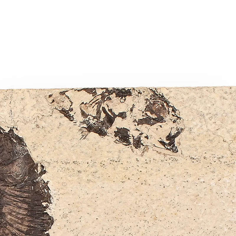 Authentic Fish Fossil  Exquisite Detail from Earths Ancient Waters!