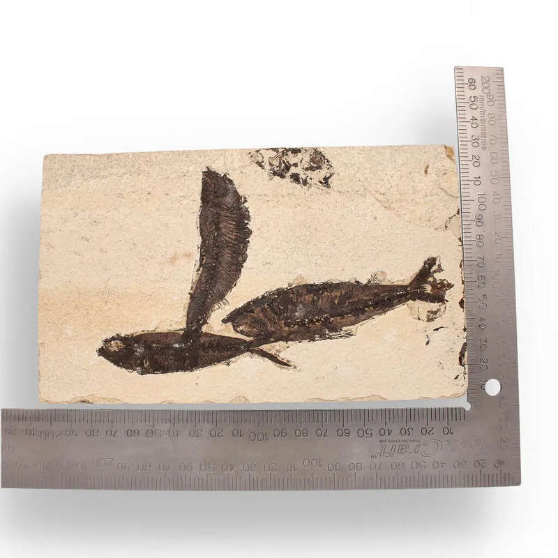 Authentic Fish Fossil  Exquisite Detail from Earths Ancient Waters!