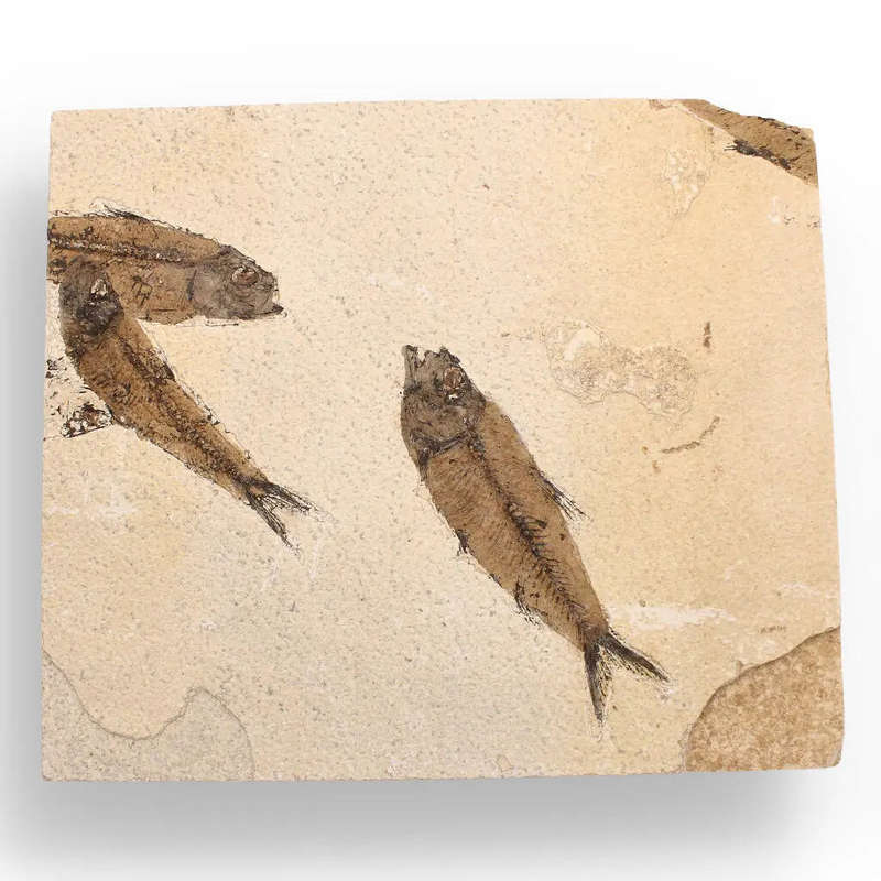 Authentic Fish Fossil  A Mesmerizing Glimpse into the Eocene Era!