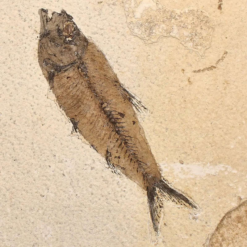 Authentic Fish Fossil  A Mesmerizing Glimpse into the Eocene Era!