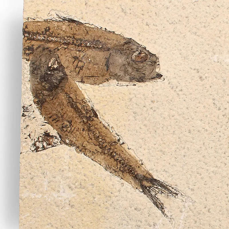 Authentic Fish Fossil  A Mesmerizing Glimpse into the Eocene Era!