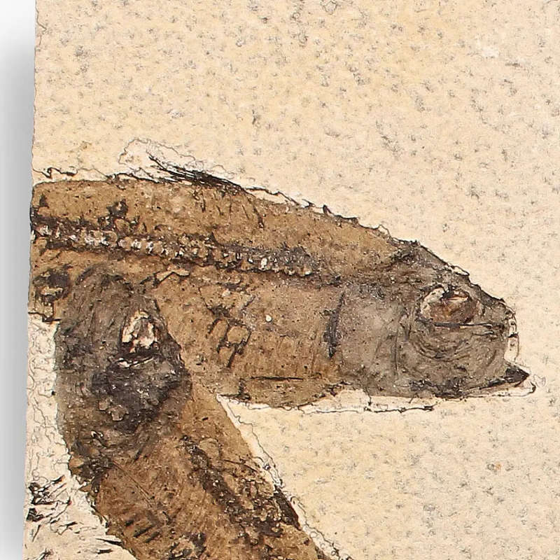 Authentic Fish Fossil  A Mesmerizing Glimpse into the Eocene Era!