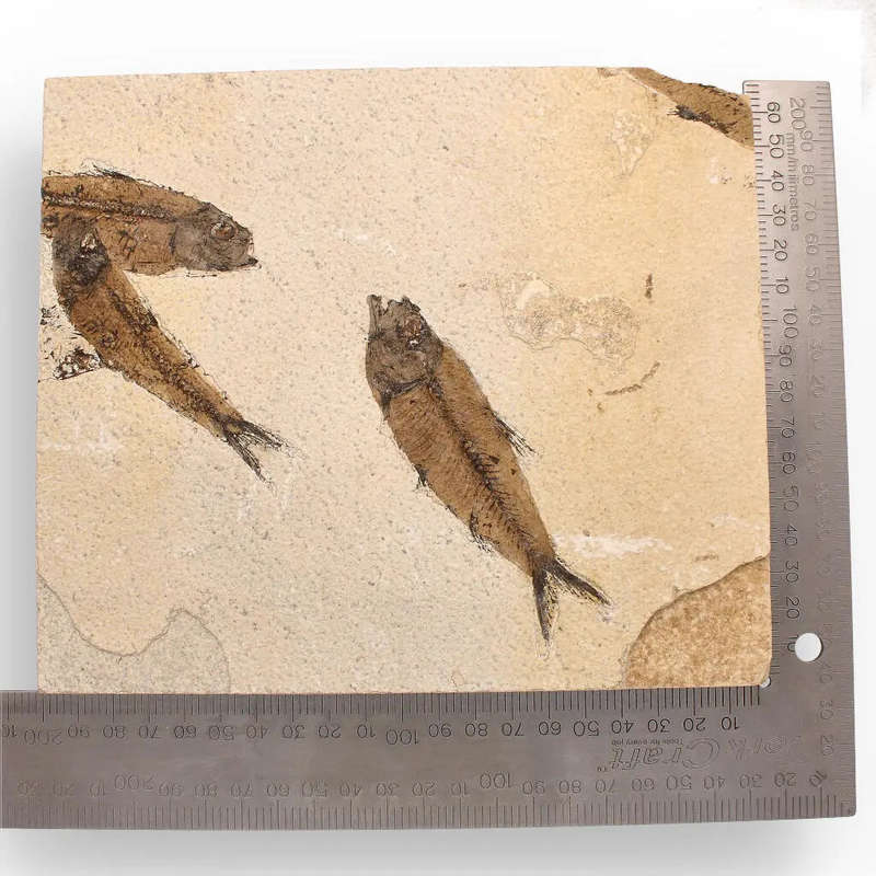 Authentic Fish Fossil  A Mesmerizing Glimpse into the Eocene Era!