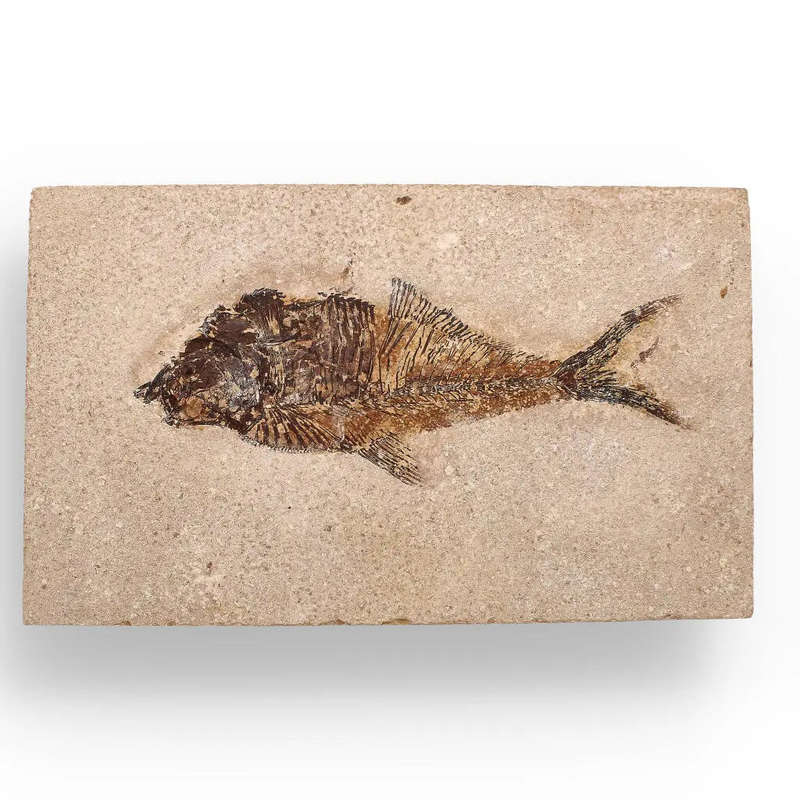 Authentic Fish Fossil  A Fascinating Relic from Wyomings Fossil Lake!