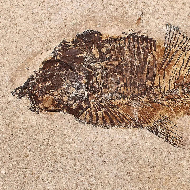 Authentic Fish Fossil  A Fascinating Relic from Wyomings Fossil Lake!