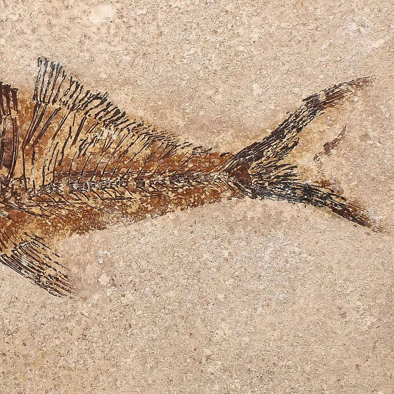 Authentic Fish Fossil  A Fascinating Relic from Wyomings Fossil Lake!