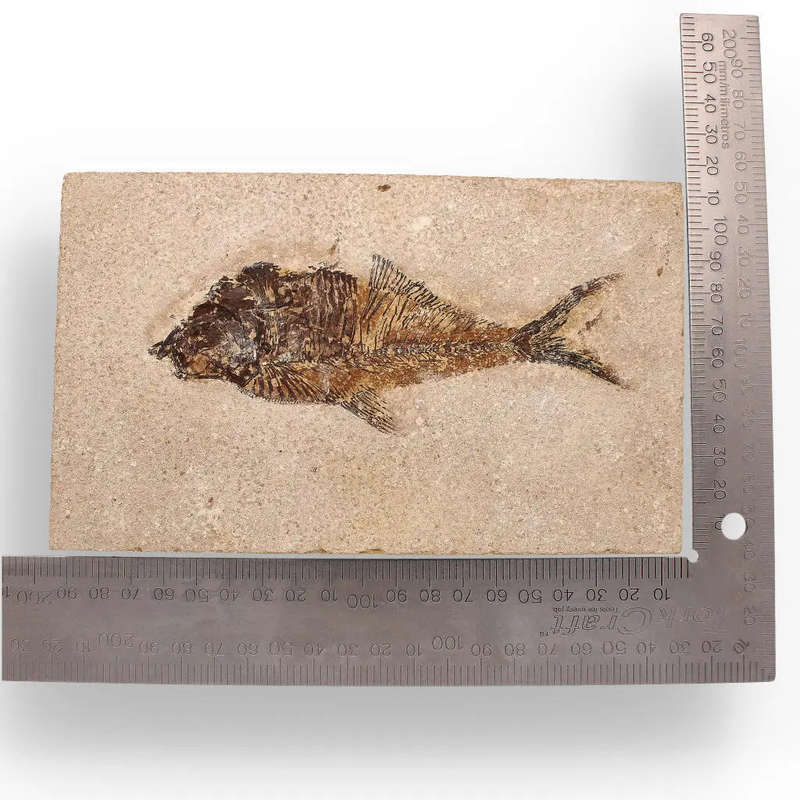 Authentic Fish Fossil  A Fascinating Relic from Wyomings Fossil Lake!