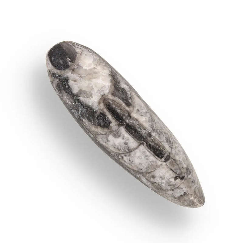 Prehistoric Treasures: The Ultimate Fossil Gift Box!