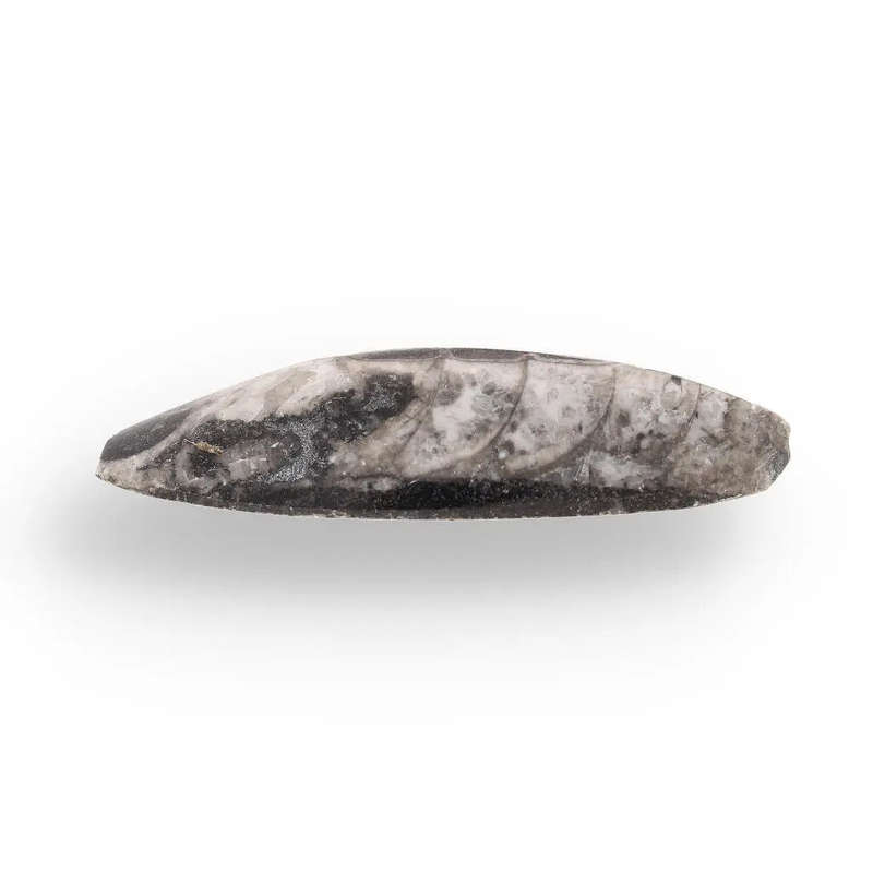 Moroccan Treasure: Mini Orthoceras Orthoceras
