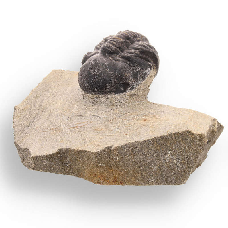 Authentic Morocops Trilobite Fossil: Echoes of the Devonian