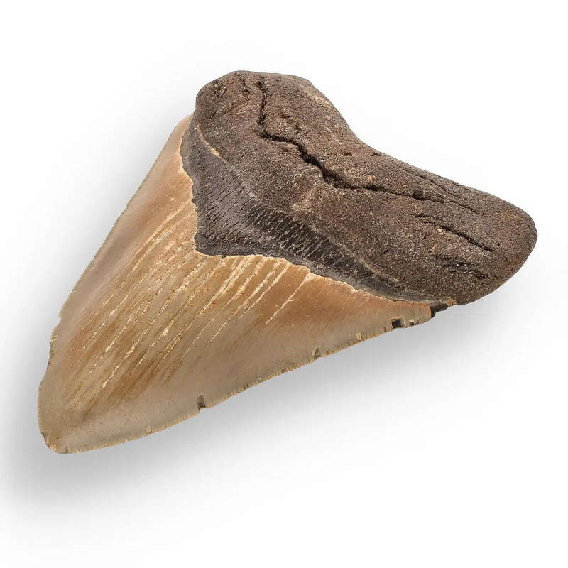 Authentic Megalodon Shark Tooth  Prehistoric Power