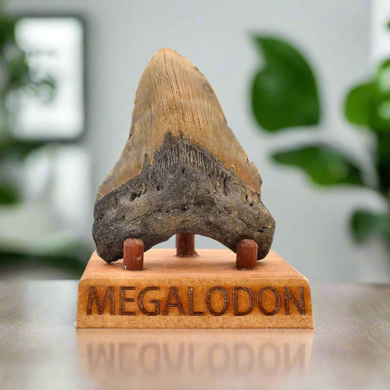 Authentic Megalodon Shark Tooth  Oceans Relic