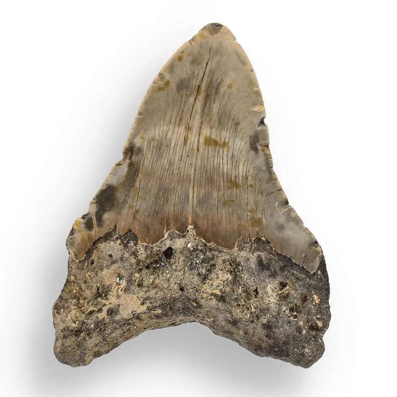 Authentic Megalodon Shark Tooth  Oceans Relic
