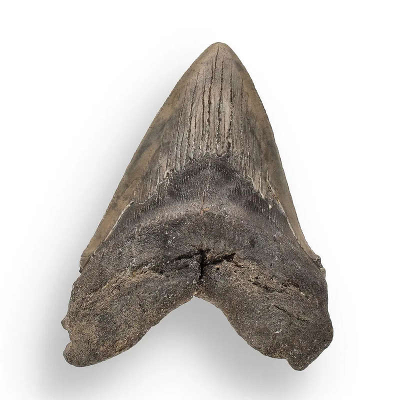 Authentic Megalodon Shark Tooth  Ancient Legend