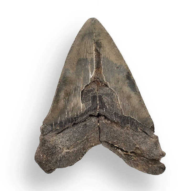 Authentic Megalodon Shark Tooth  Ancient Legend
