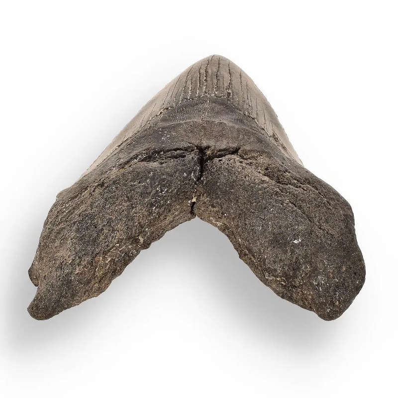 Authentic Megalodon Shark Tooth  Ancient Legend