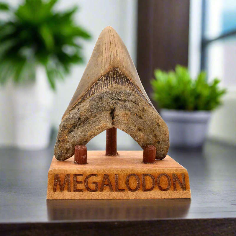 Authentic Megalodon Shark Tooth  Ultimate Collectors Find