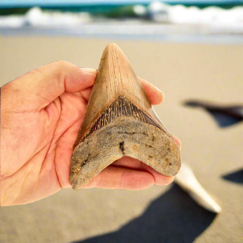 Authentic Megalodon Shark Tooth  Ultimate Collectors Find