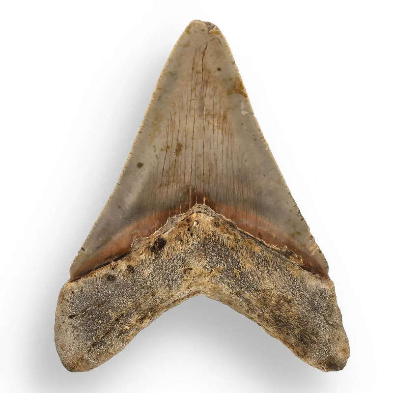 Authentic Megalodon Shark Tooth  Ultimate Collectors Find