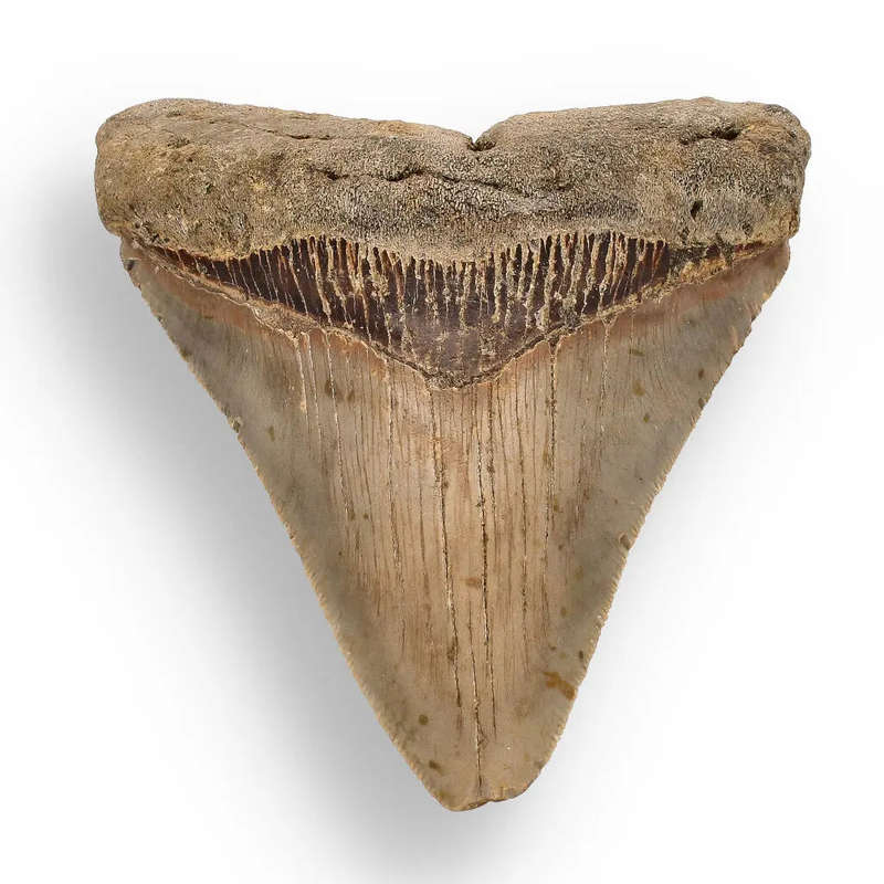 Authentic Megalodon Shark Tooth  Ultimate Collectors Find