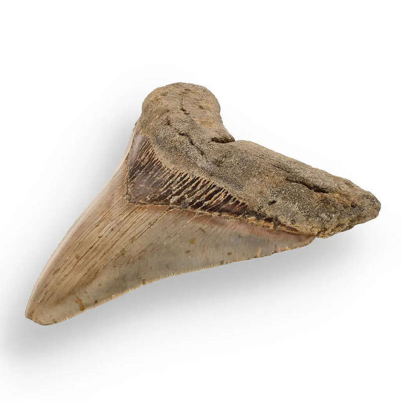 Authentic Megalodon Shark Tooth  Ultimate Collectors Find