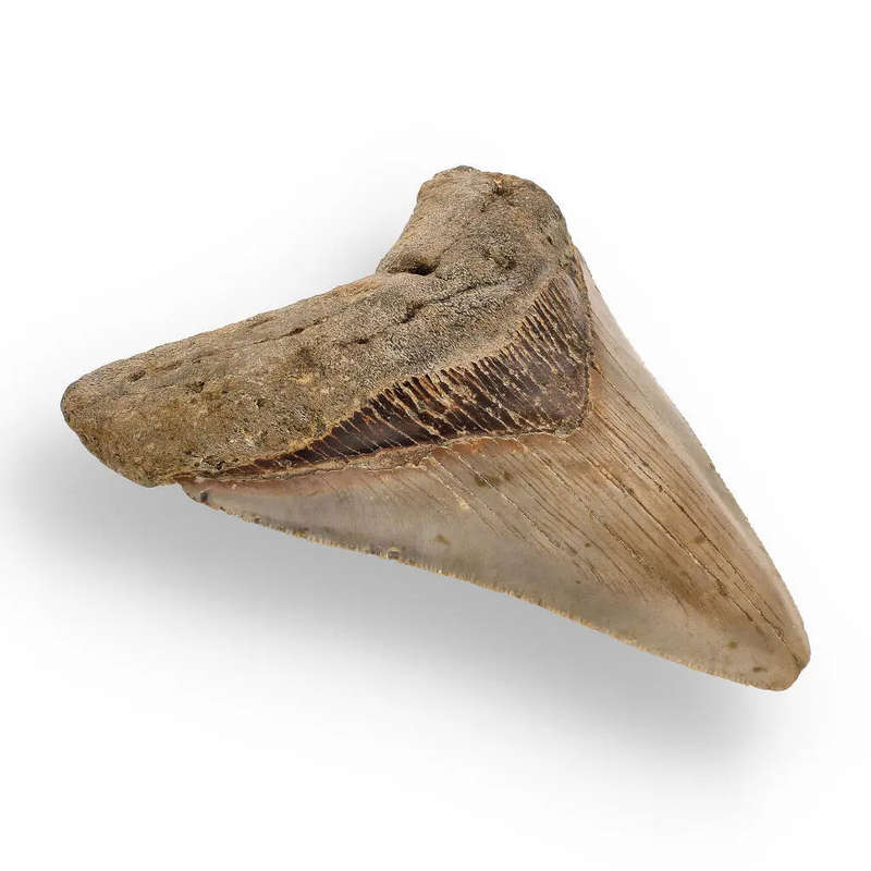 Authentic Megalodon Shark Tooth  Ultimate Collectors Find