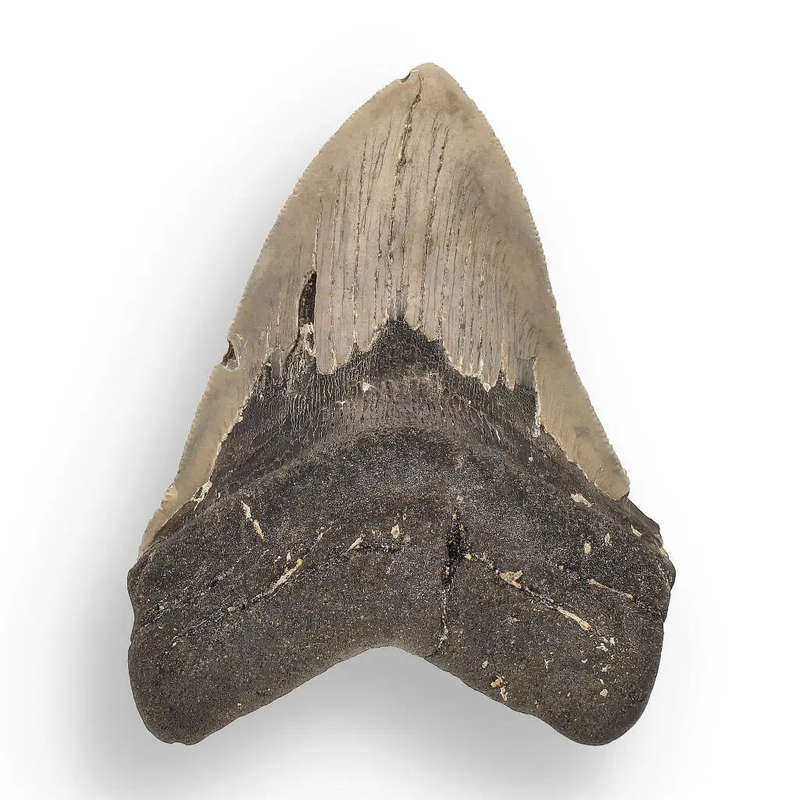 Authentic Megalodon Shark Tooth  Fossilized Giant