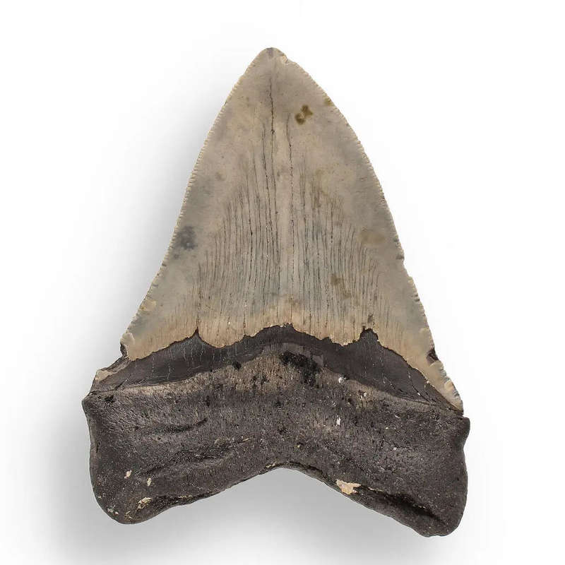 Authentic Megalodon Shark Tooth  Fossilized Giant