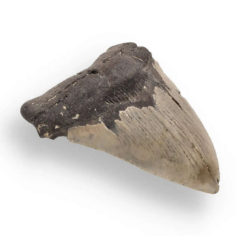 Authentic Megalodon Shark Tooth  Fossilized Giant