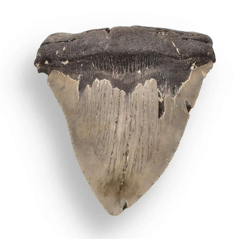 Authentic Megalodon Shark Tooth  Fossilized Giant