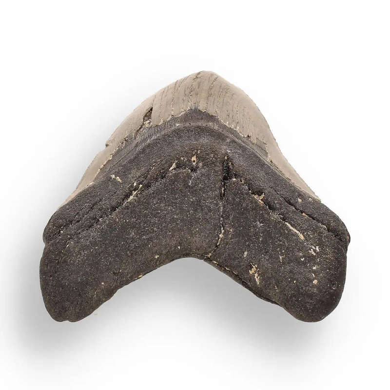 Authentic Megalodon Shark Tooth  Fossilized Giant