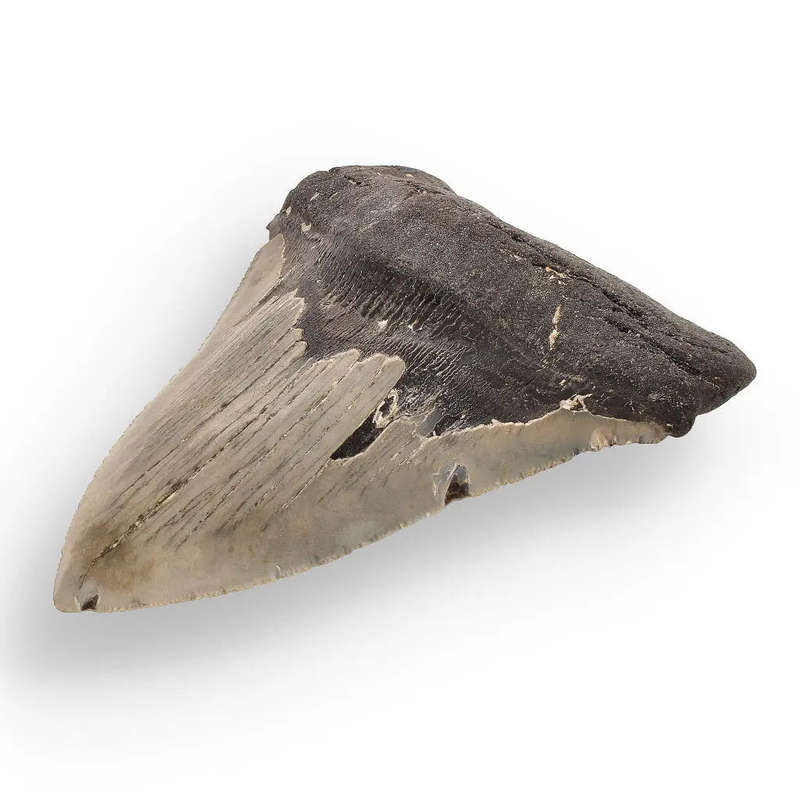Authentic Megalodon Shark Tooth  Fossilized Giant