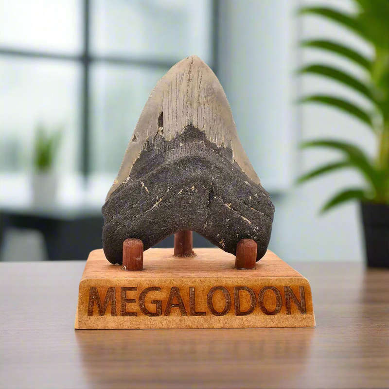 Authentic Megalodon Shark Tooth  Fossilized Giant