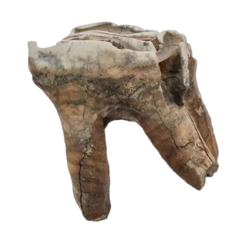 Woolly Rhino Tooth: Prehistoric Power "Smiley Face"