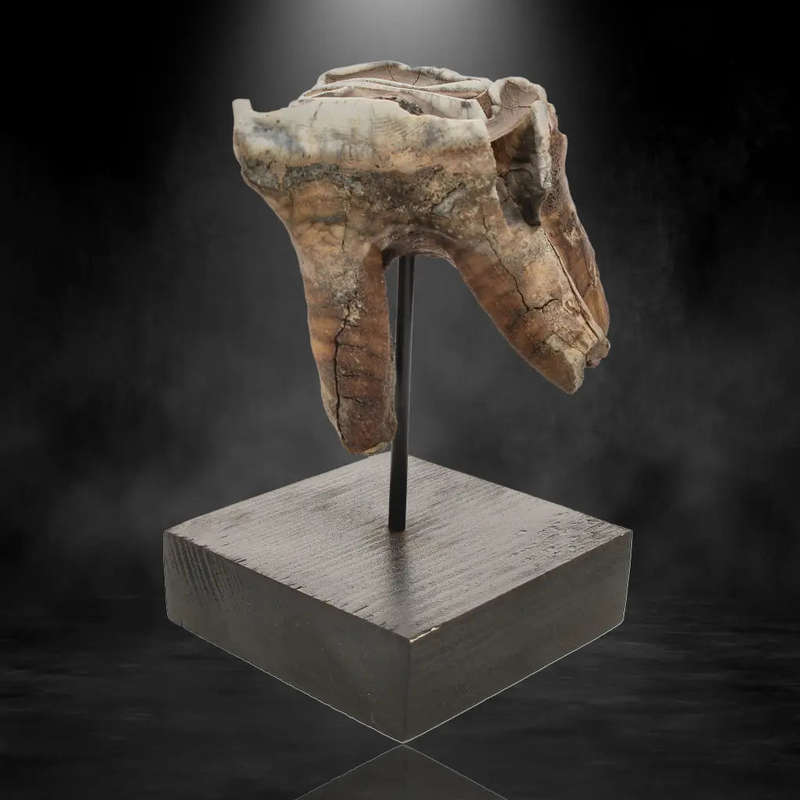 Woolly Rhino Tooth: Prehistoric Power "Smiley Face"