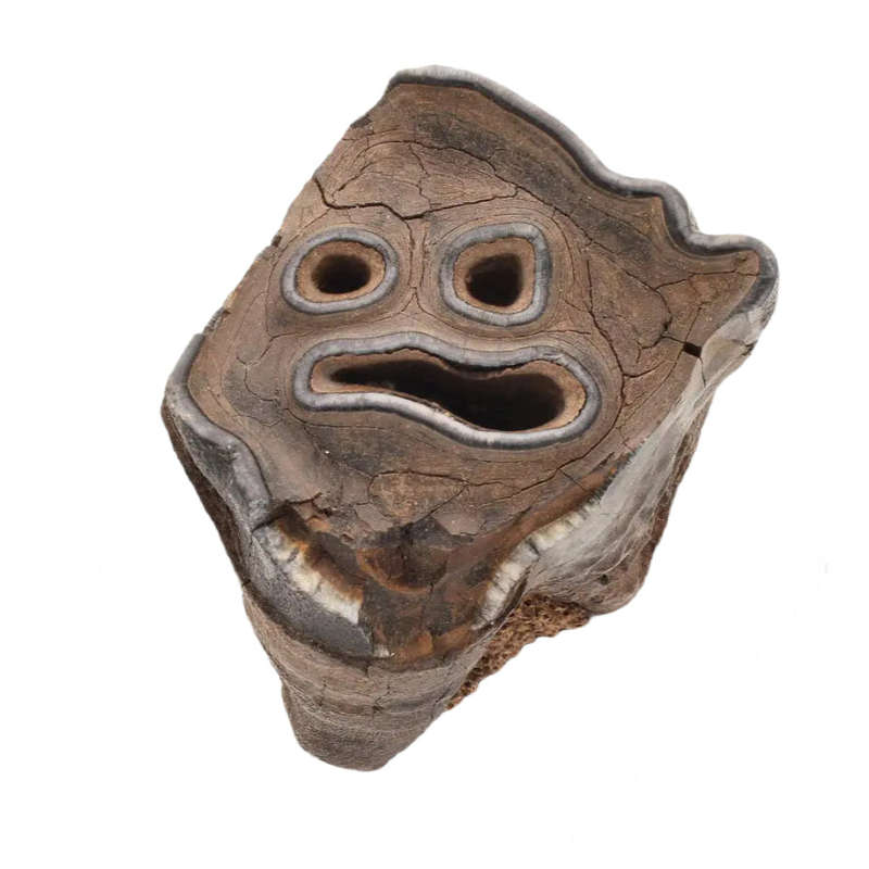 Woolly Rhino Tooth: Ancient "Smiley Face" Treasure