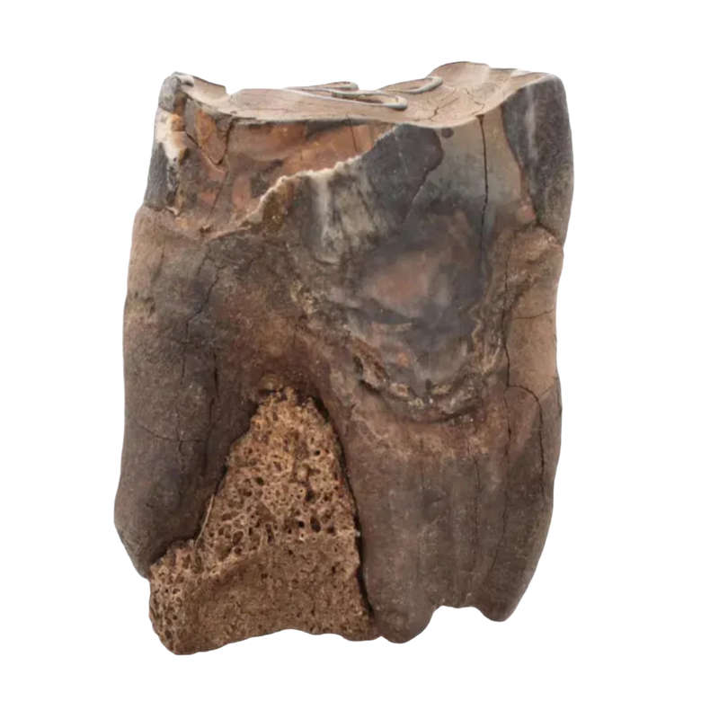 Woolly Rhino Tooth: Ancient "Smiley Face" Treasure