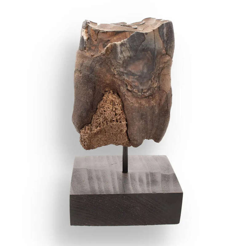 Woolly Rhino Tooth: Ancient "Smiley Face" Treasure