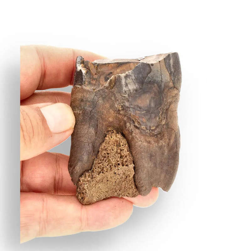 Woolly Rhino Tooth: Ancient "Smiley Face" Treasure