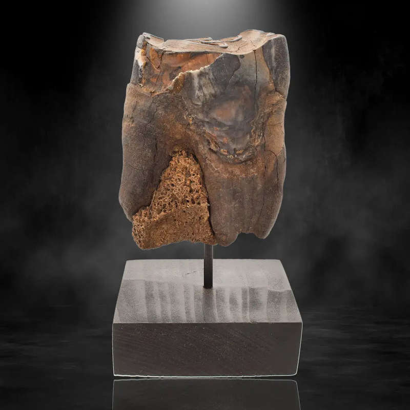 Woolly Rhino Tooth: Ancient "Smiley Face" Treasure