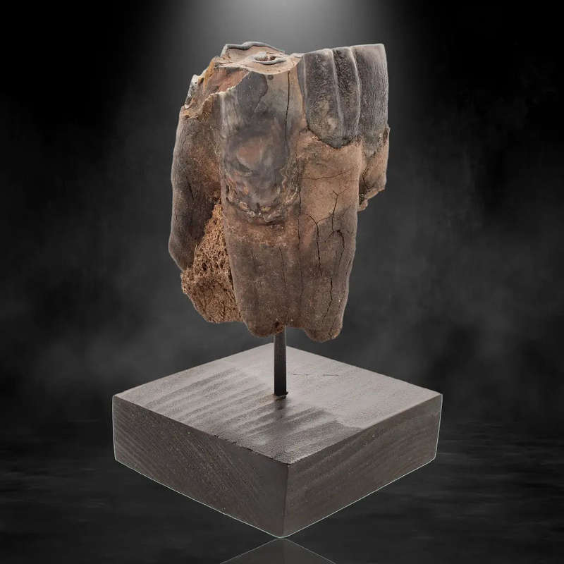 Woolly Rhino Tooth: Ancient "Smiley Face" Treasure