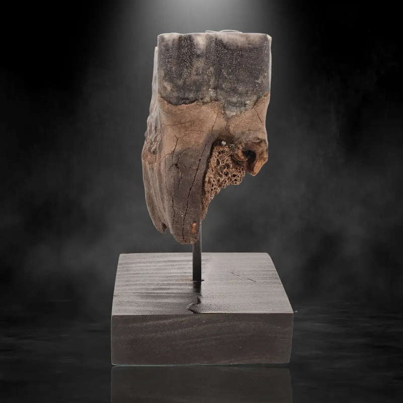 Woolly Rhino Tooth: Ancient "Smiley Face" Treasure