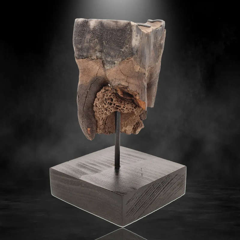 Woolly Rhino Tooth: Ancient "Smiley Face" Treasure