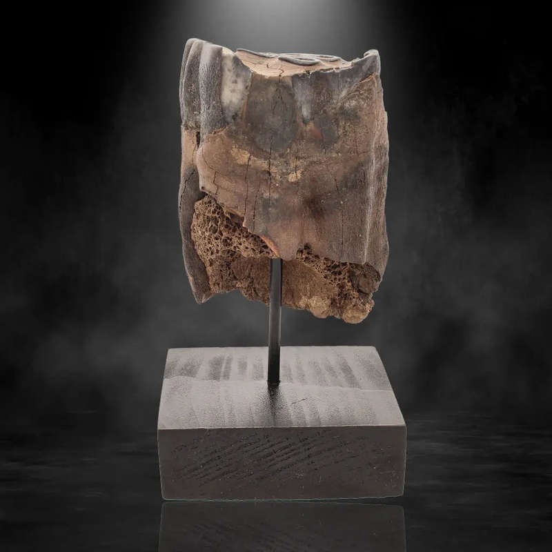 Woolly Rhino Tooth: Ancient "Smiley Face" Treasure