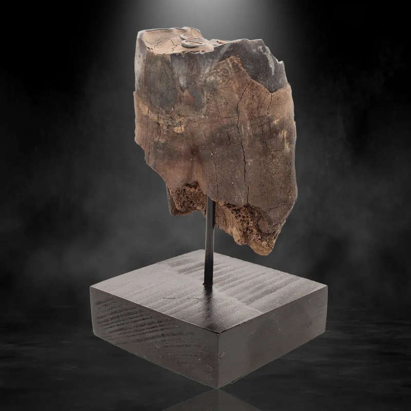 Woolly Rhino Tooth: Ancient "Smiley Face" Treasure