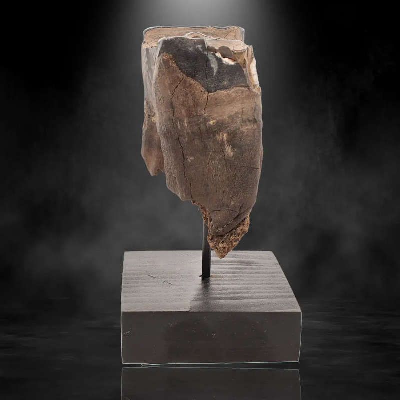 Woolly Rhino Tooth: Ancient "Smiley Face" Treasure
